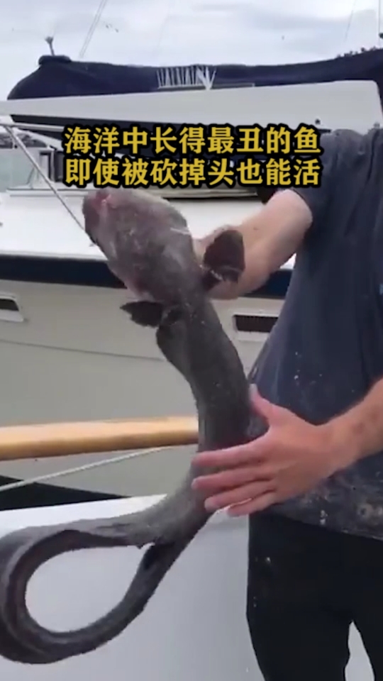 海洋中长的最丑的鱼即使被砍掉头也能活