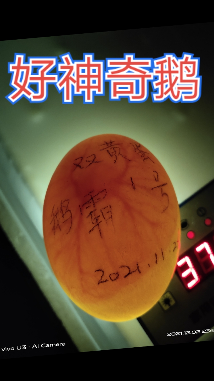 #我家萌宠成精了#鹅蛋入坑孵化记录,连续七天的变化,好神奇鹅!