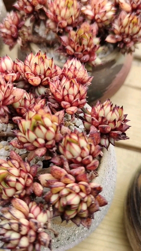 #多肉植物#这么迷你的多肉小老桩,真的好看吗?其实它真的好看!