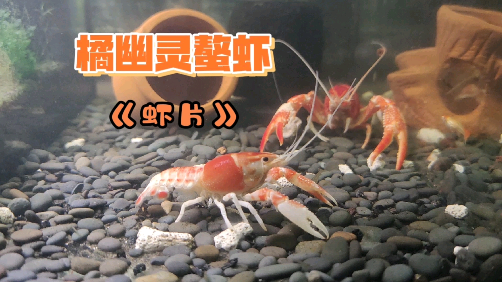 #记录生活#橘幽灵螯虾,给“卧龙”龙虾的龙,上了一堂生动的思想教育课