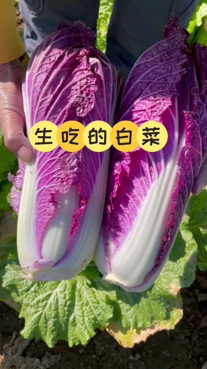适合生吃的紫白菜,现在正是种植的好时候,赶紧安排上吧