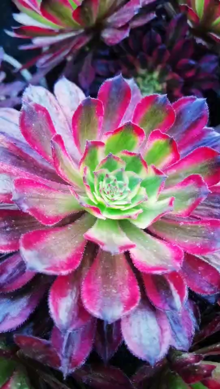 #云南多肉种植基地#我认为红覆伦是最难看的法师品种，不知道喜欢多肉植物的你有没共勉？
