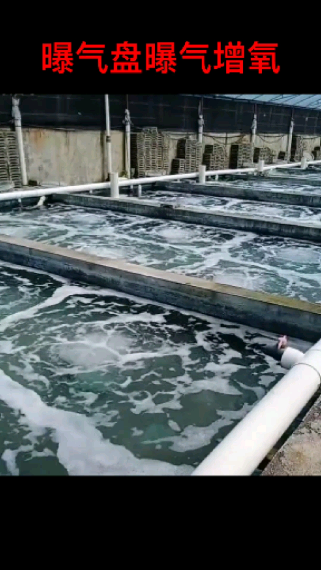#不服就干#曝气盘曝气增氧,水泥池养殖
