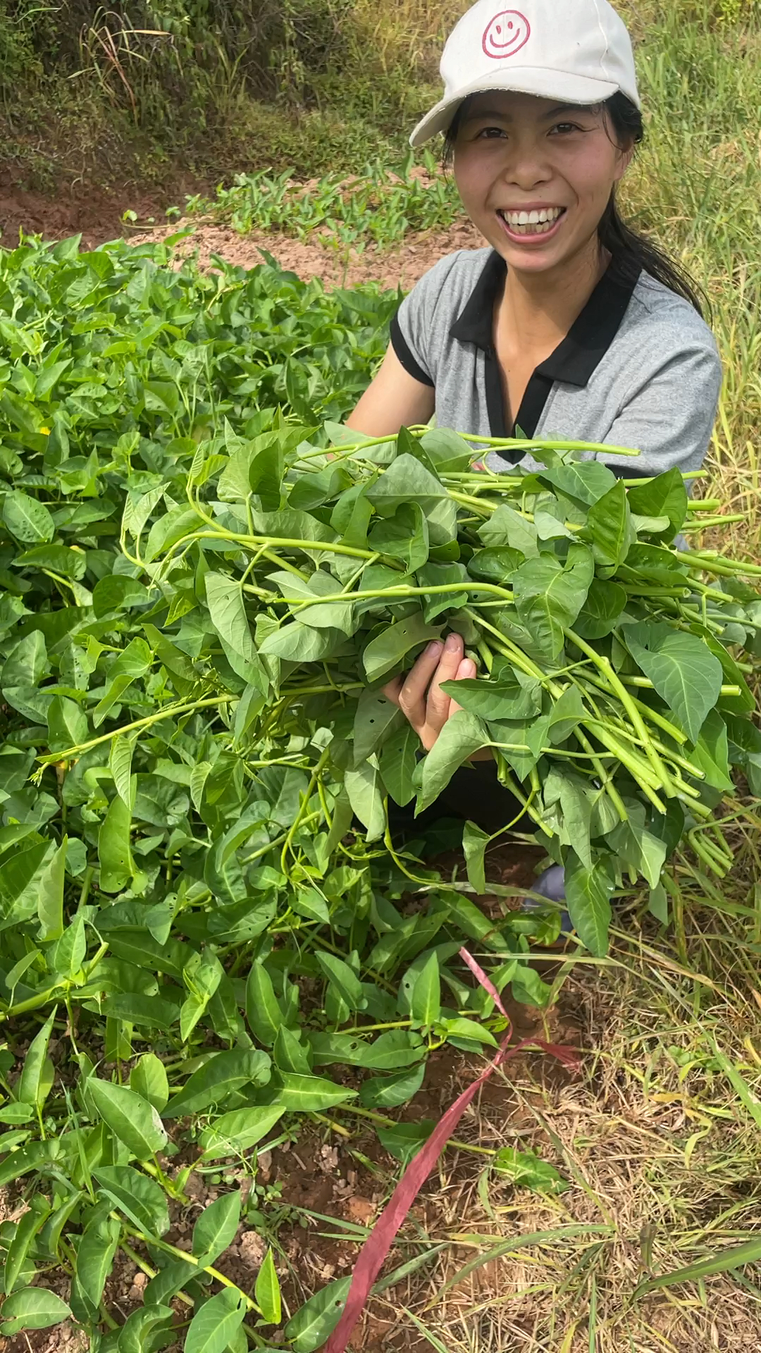 吃空心菜的季节到了,江西这种爬藤的水空心菜吃过吗?