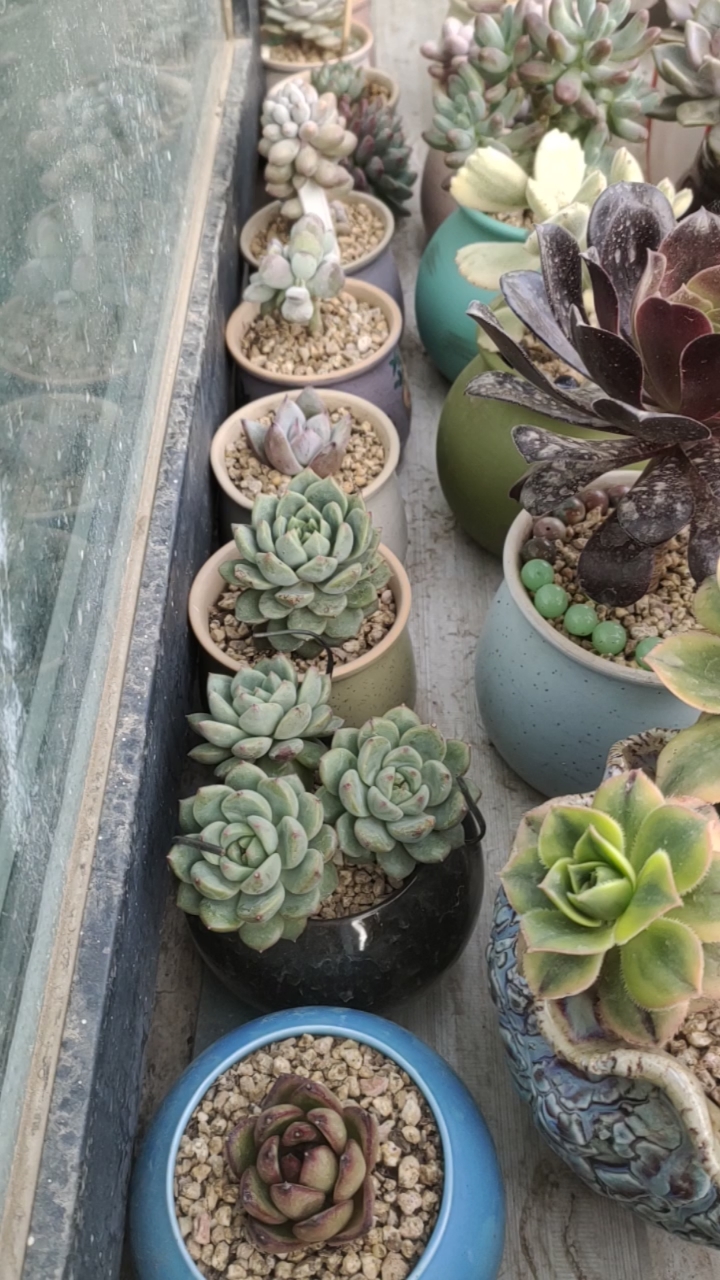 青苹果叶插三头苗,叶片终于长胖了