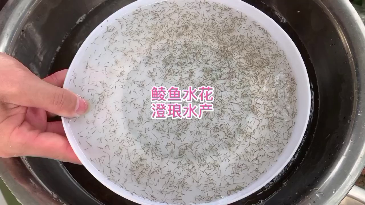 鲮鱼水花,草鱼水花,花鲢水花,淡水鱼苗水花