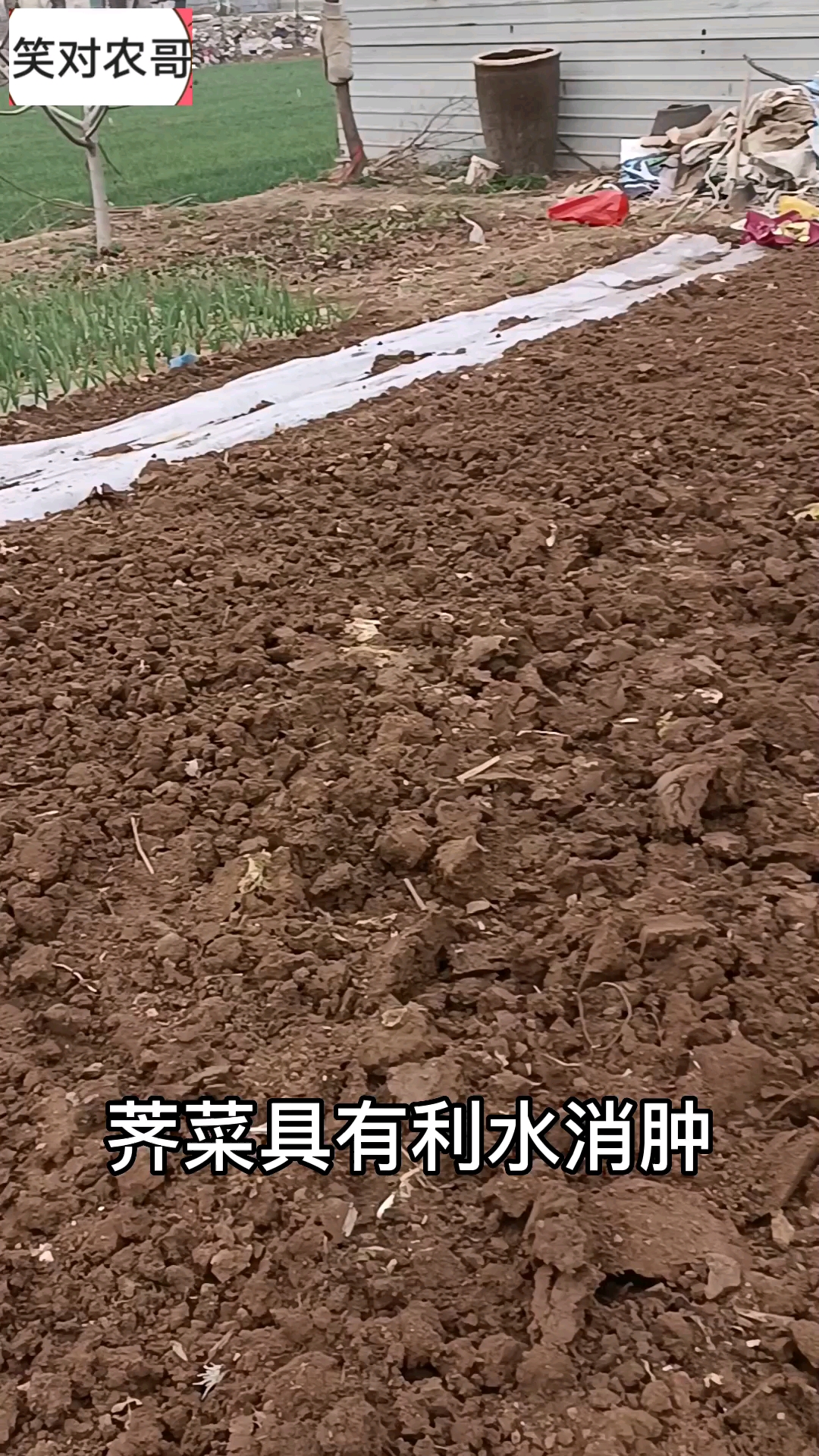 #农村野菜野草#无人问津的荠菜成为民众的喜爱。它的功效你们知道吗?