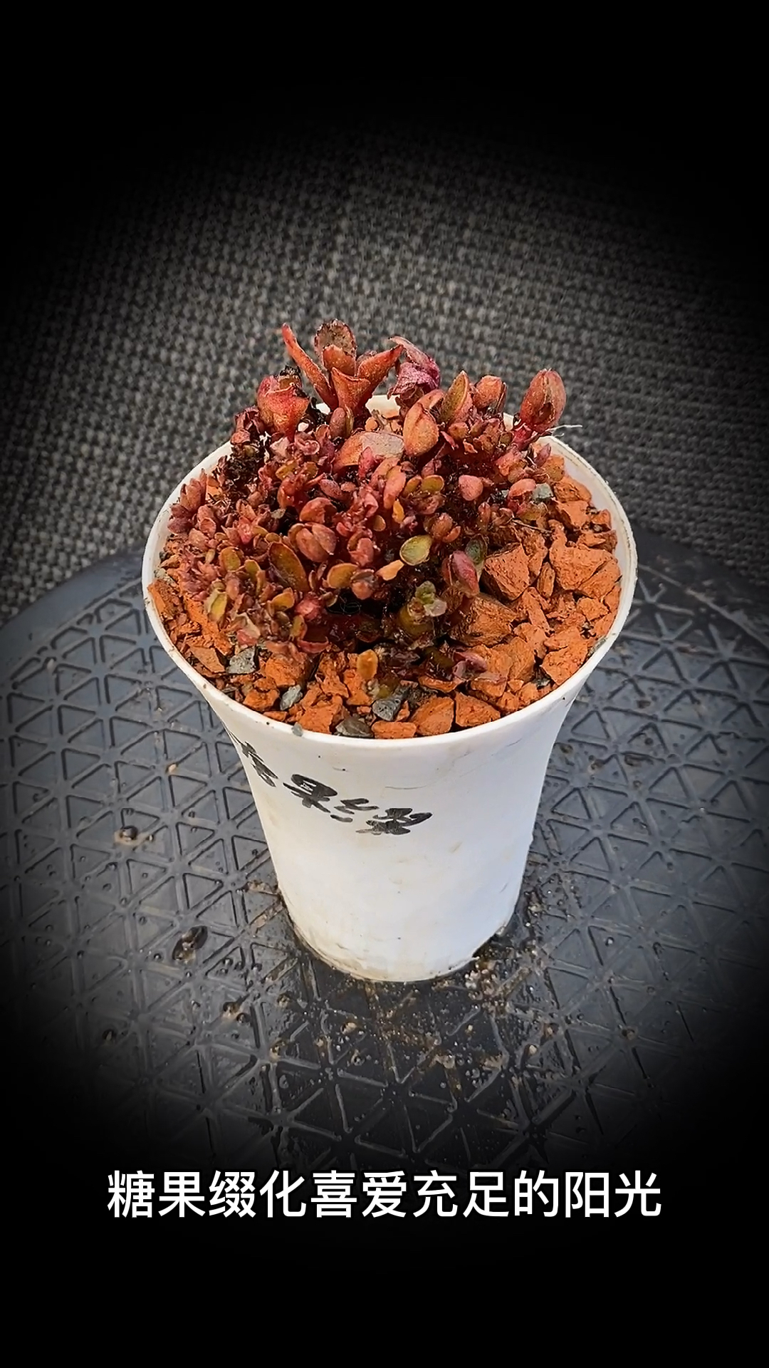 #有一种可爱叫多肉!#糖果缀化多肉植物:是景天科景天属的多肉植物。