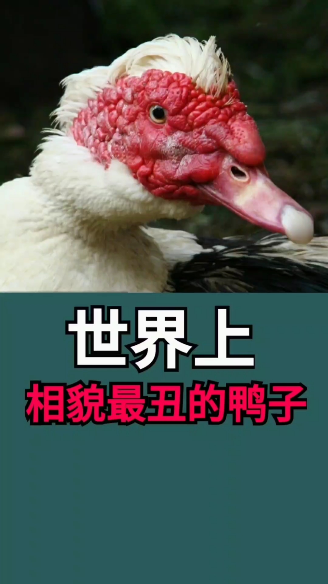 世界上最丑鸭子!