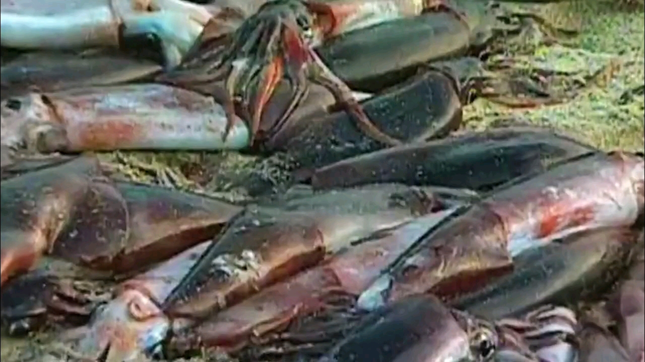 #记录生活#鱿鱼大入侵:成千上万条鱿鱼入侵搁浅在海岸边,当地渔业陷入危机