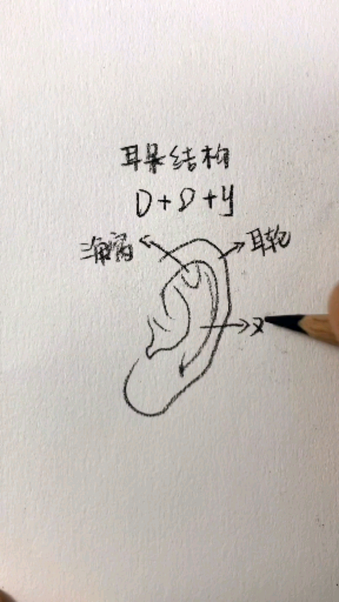#手绘#素描入门之耳朵结构分析,不同角度耳朵画法