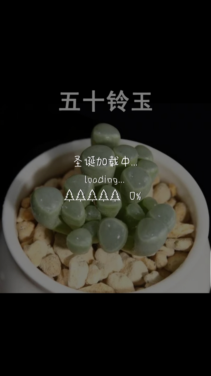 五十铃玉。圣诞加载中