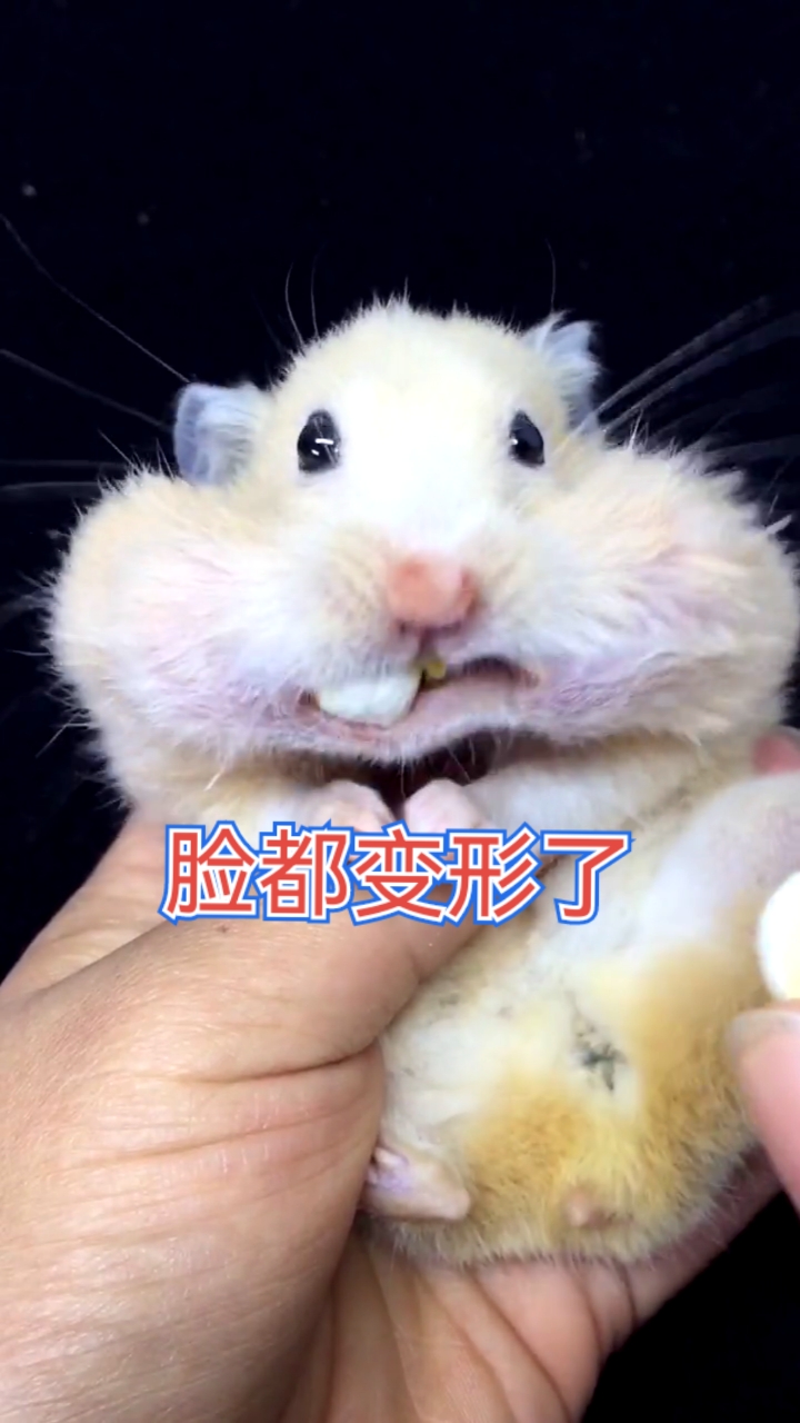 #仓鼠#数一数它吃了多少小馒头
