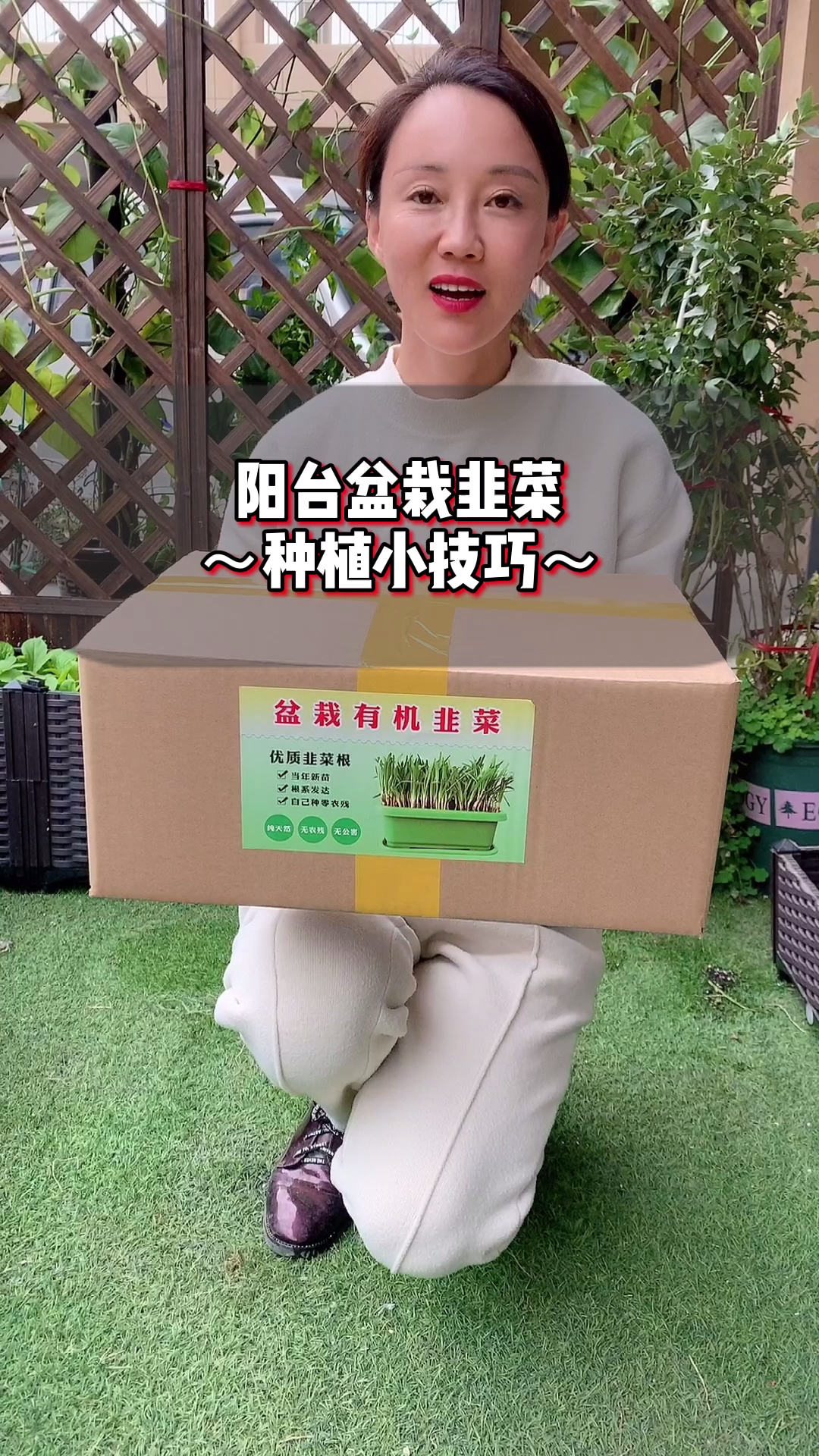 盆栽韭菜来啦,种一盆吃一年