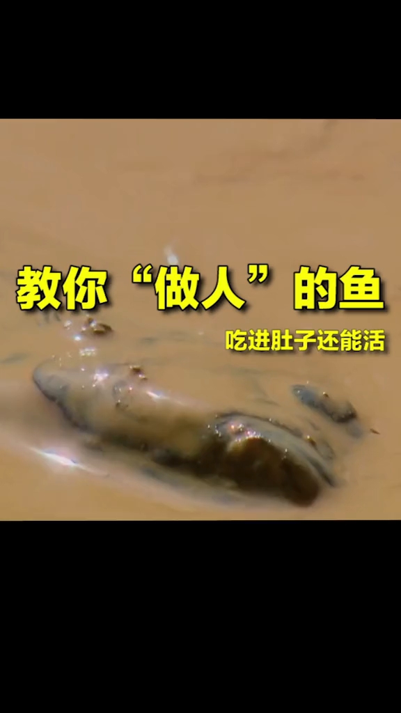 世界上最坚强的鱼,用实力演绎物竞天择适者生存!希望能给你们一点帮助