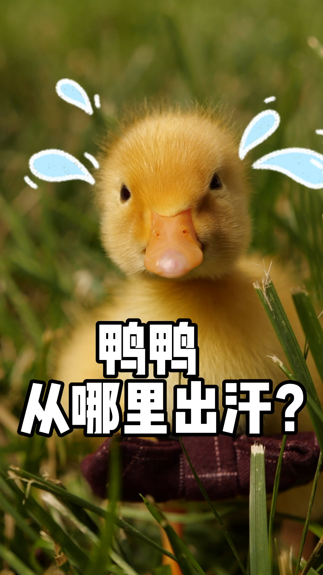 #萌宠趣事打卡#鸭鸭鼻子上有水珠，是在流汗散热呢～并不是小黄感冒了～