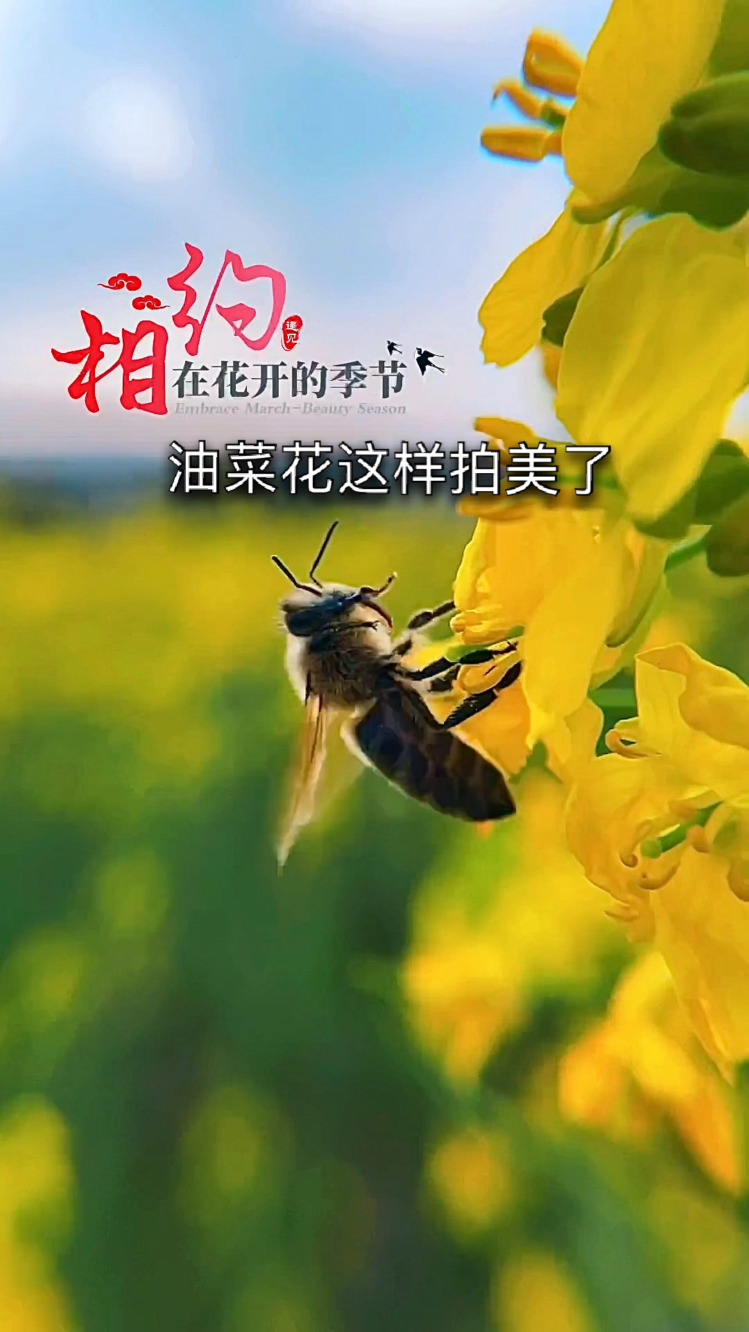 #手机摄影#油菜花这样拍美了