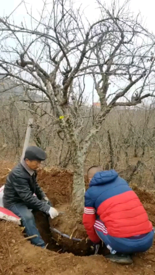 大红袍石榴,耐旱耐寒,南北方都可以栽植