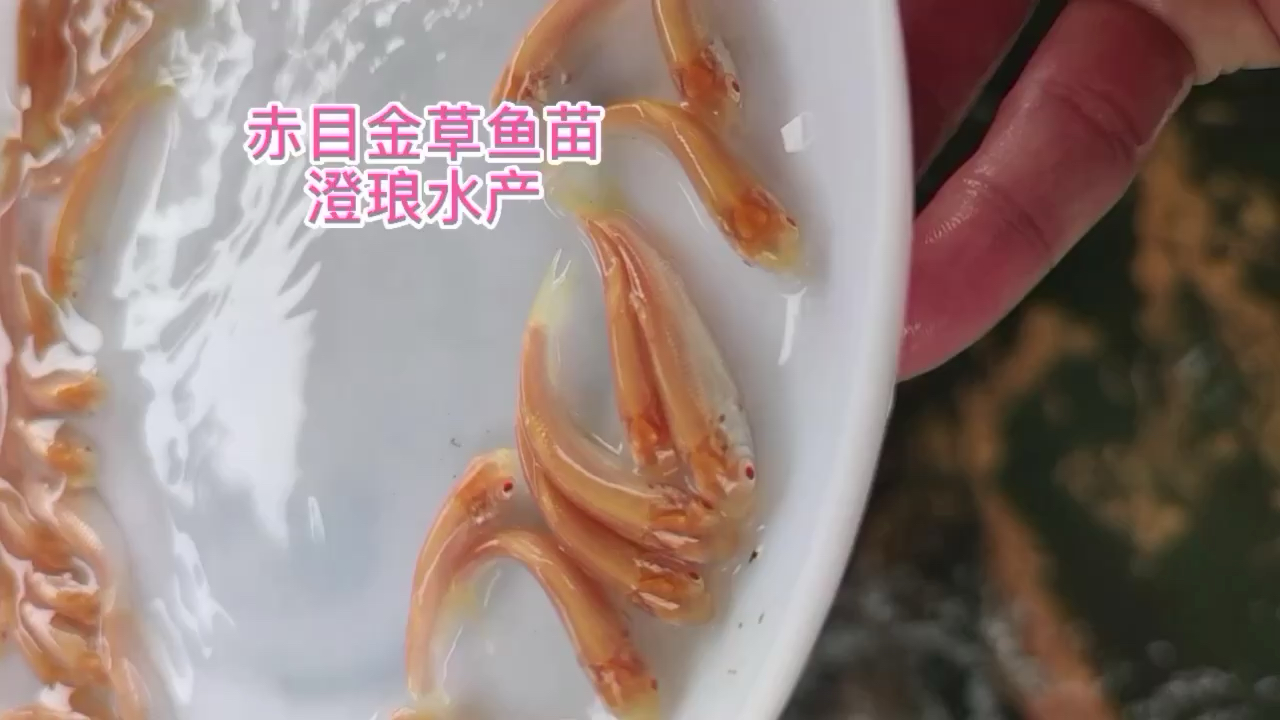 优质金草鱼苗俄罗斯金色鲩鱼苗活体红草鱼金丝鲩鱼苗淡水养殖