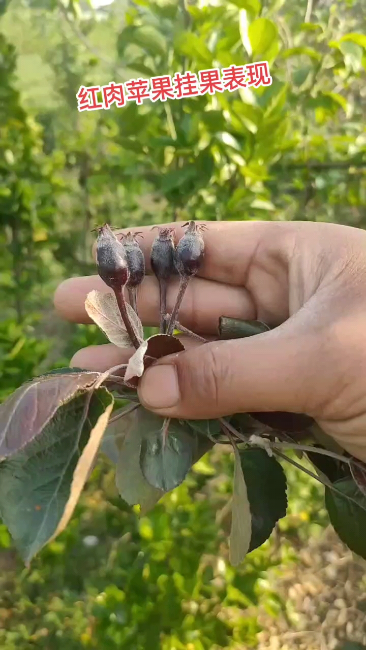 #红肉苹果树苗#红肉苹果挂果表现,,