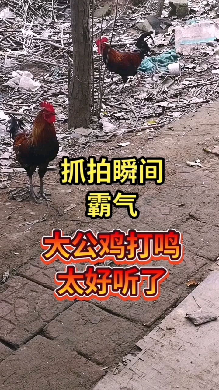 #有爱的大公鸡#瞬间抓拍到了,大公鸡打鸣太好听了,那叫一个霸气!