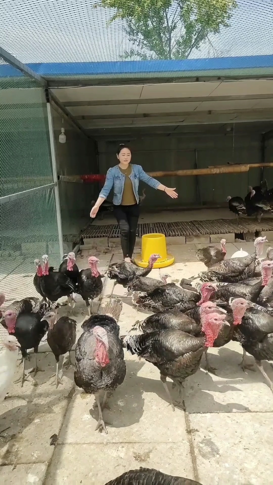 青铜火鸡可以长40斤