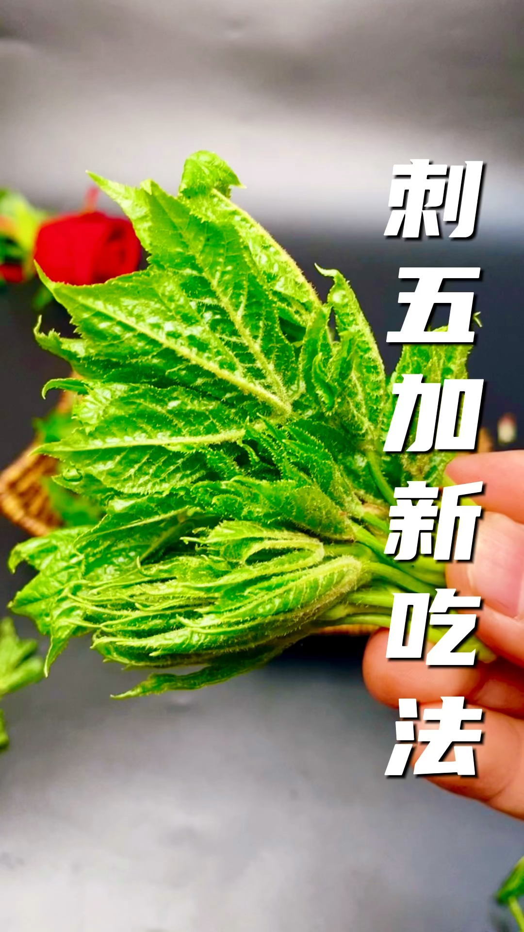 #绿茶#山野菜刺五加新吃法
