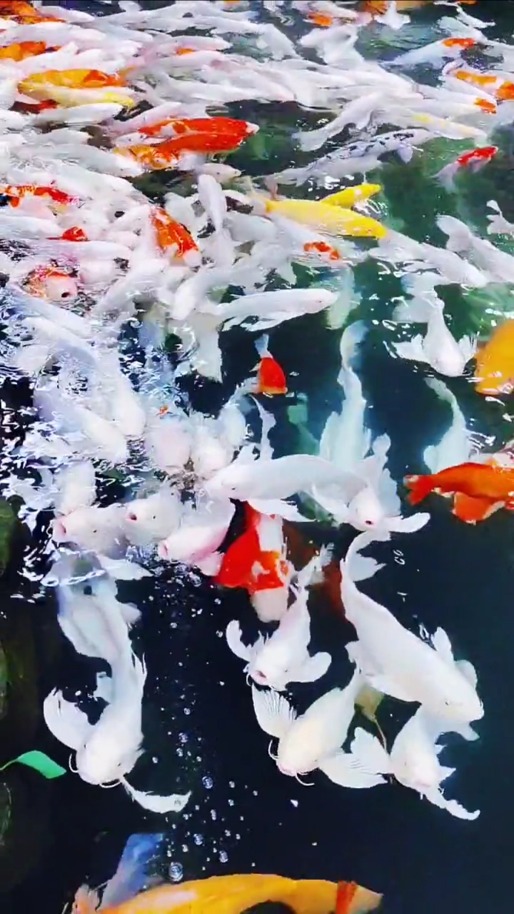 #旅游进行时#都说鱼儿只有七秒记忆,其实不然,它们拥有数月或数年的记忆力,具有一定的学习能