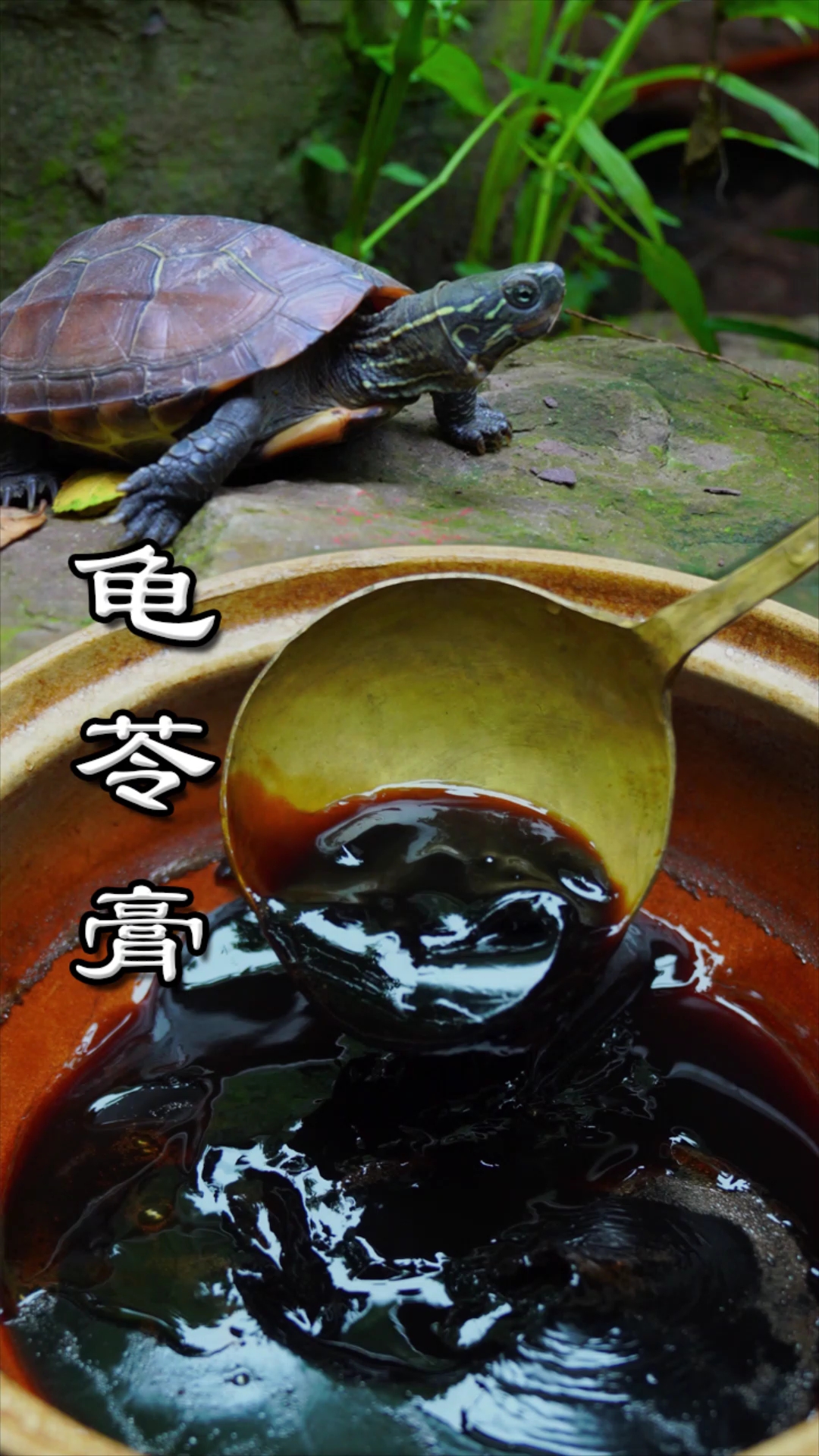 龟苓膏原来真的是乌龟做的