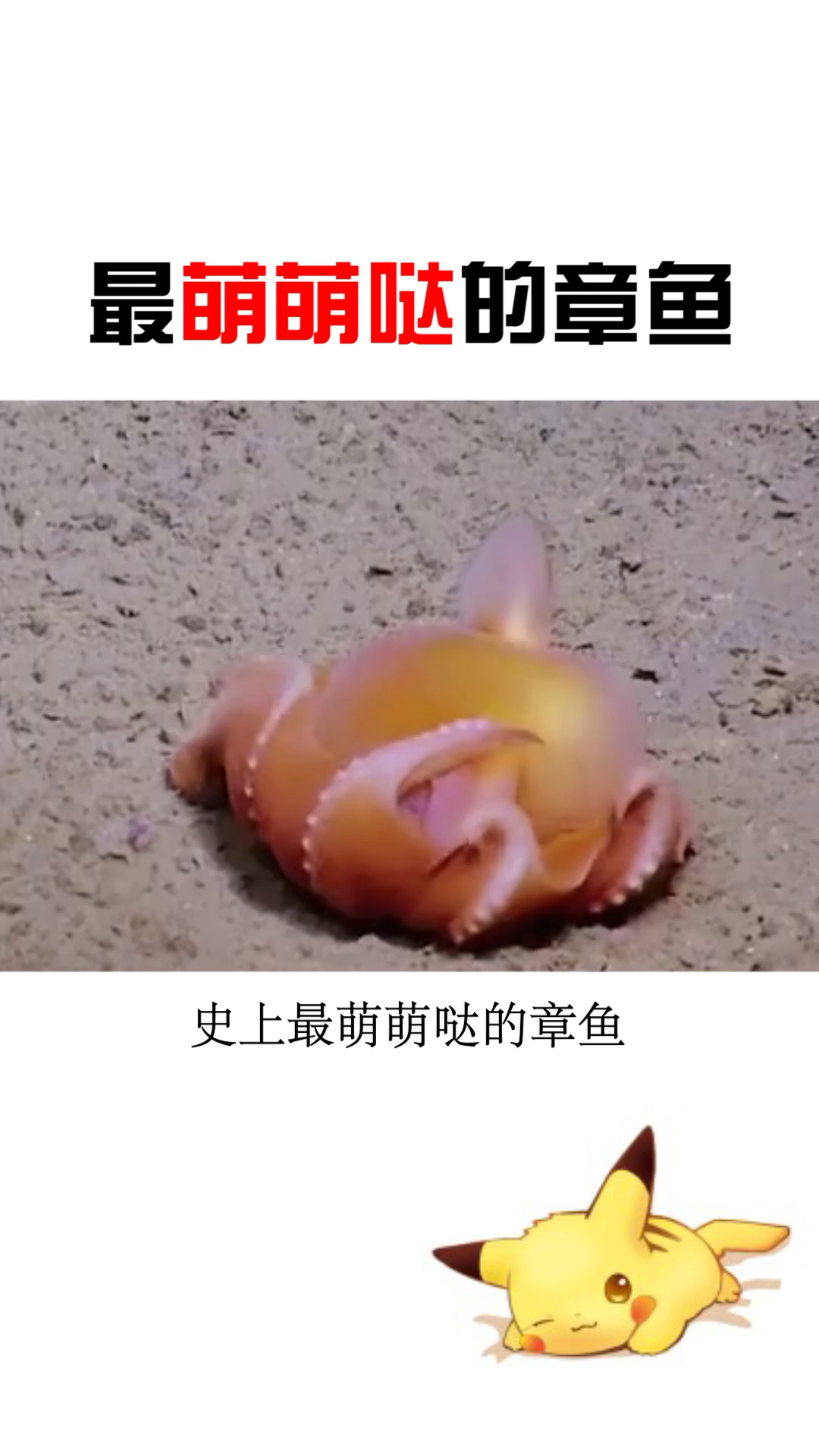 #知识科普#最萌萌哒的章鱼