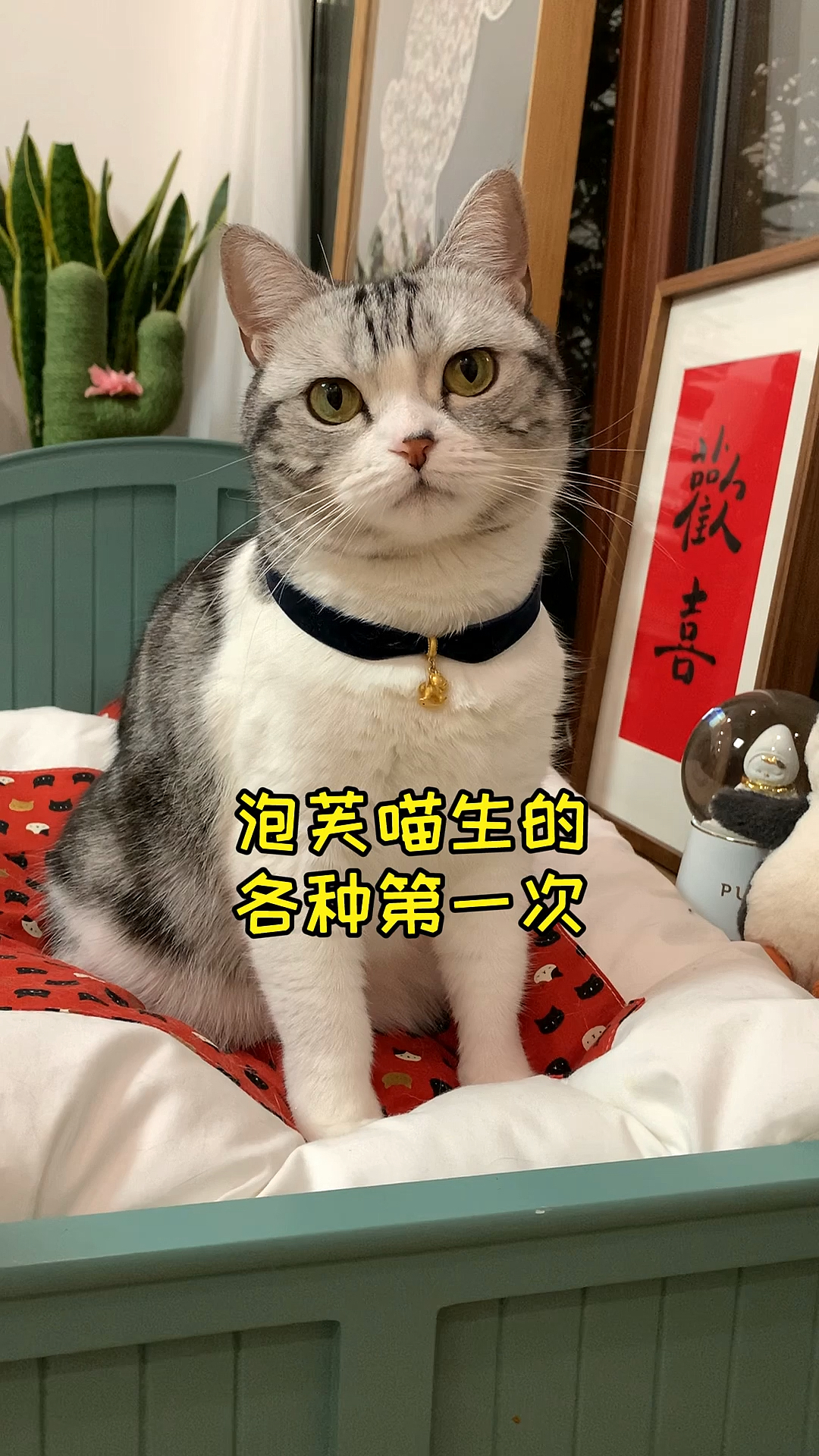 #家有萌宠#不知不觉泡芙已经经历过了这么多的第一次承蒙大家厚爱