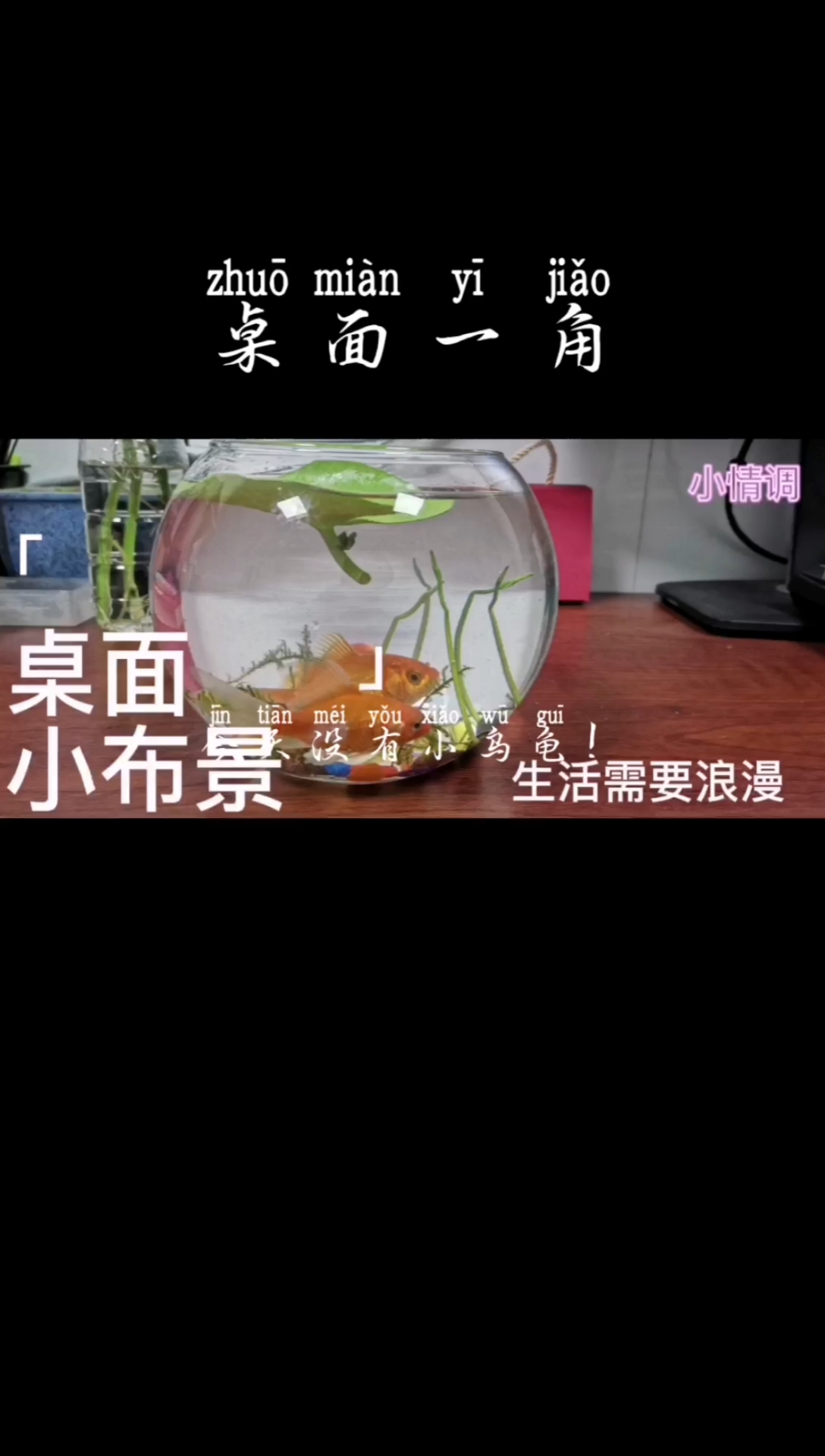 #萌宠#桌面布景,养几条小金鱼!