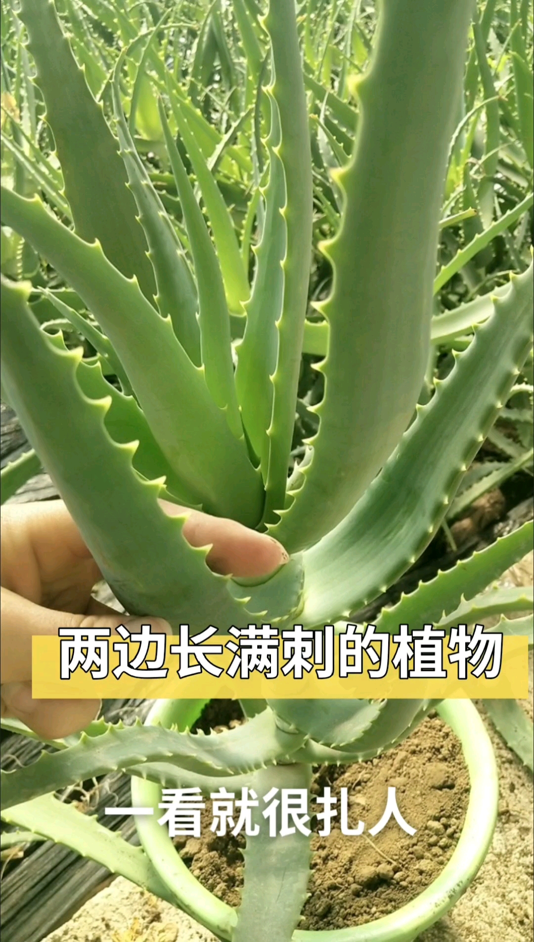 #木立芦荟#木立芦荟俗称龙爪菊