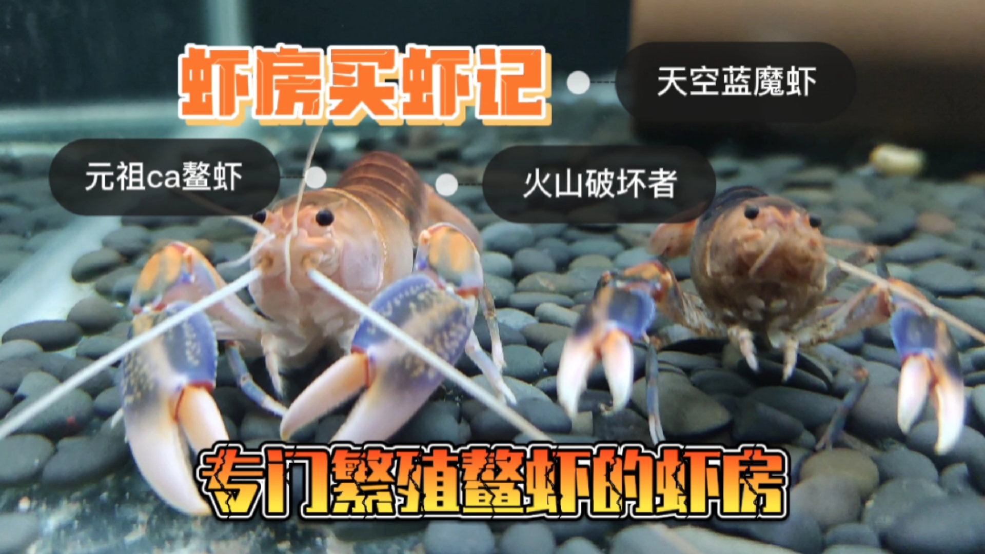 #记录生活#为了达成新年繁殖天空蓝魔虾的小目标，我又来虾房买虾了！