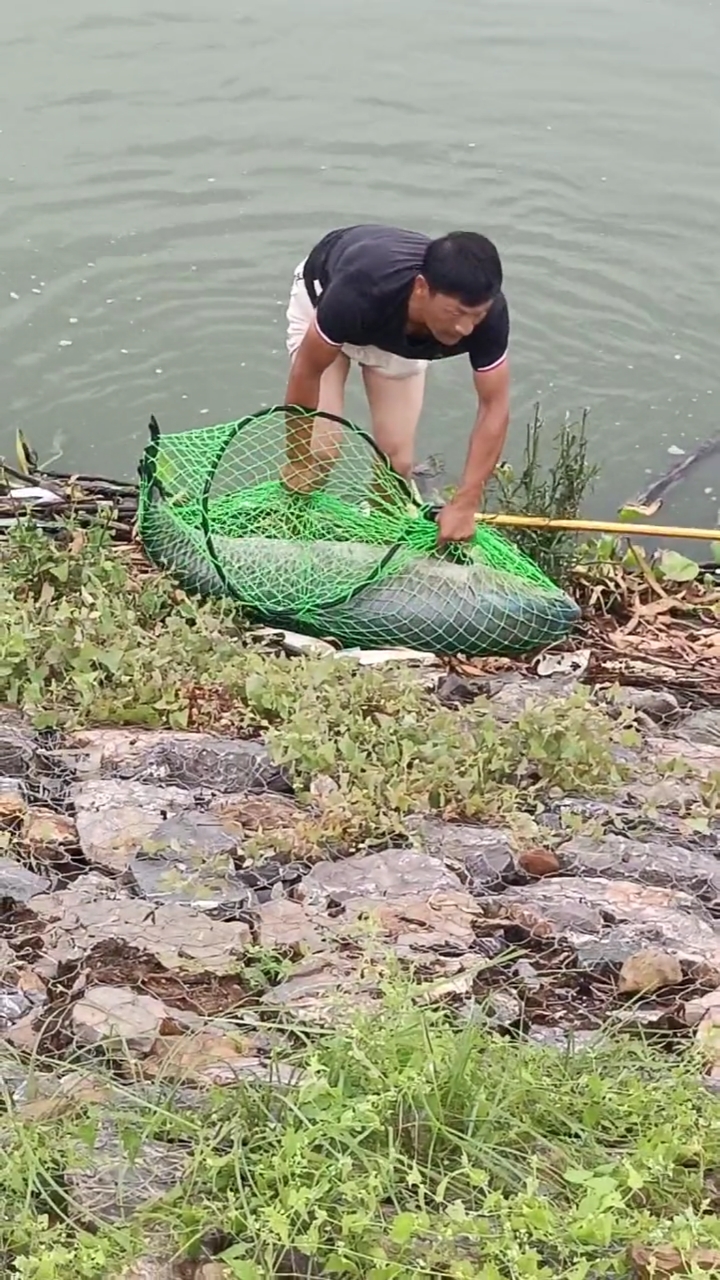 这是我见过的最大的青鱼。