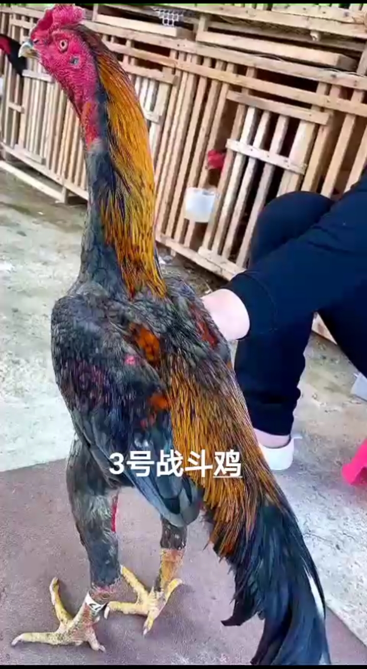#搞笑段子剧#高质量养殖纯种纯血越南鬼子战斗鸡有喜欢的朋友关注留言