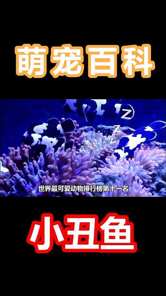 #神宠来袭#你会养一只这样可爱又漂亮的小丑鱼吗