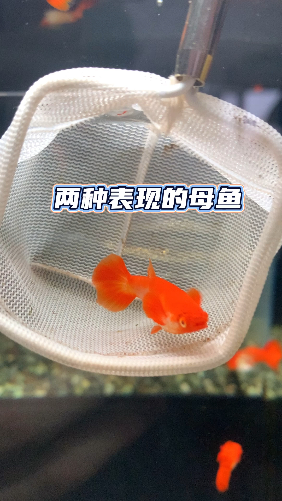 #孔雀鱼#两种表现的鸿运当头孔雀鱼母鱼