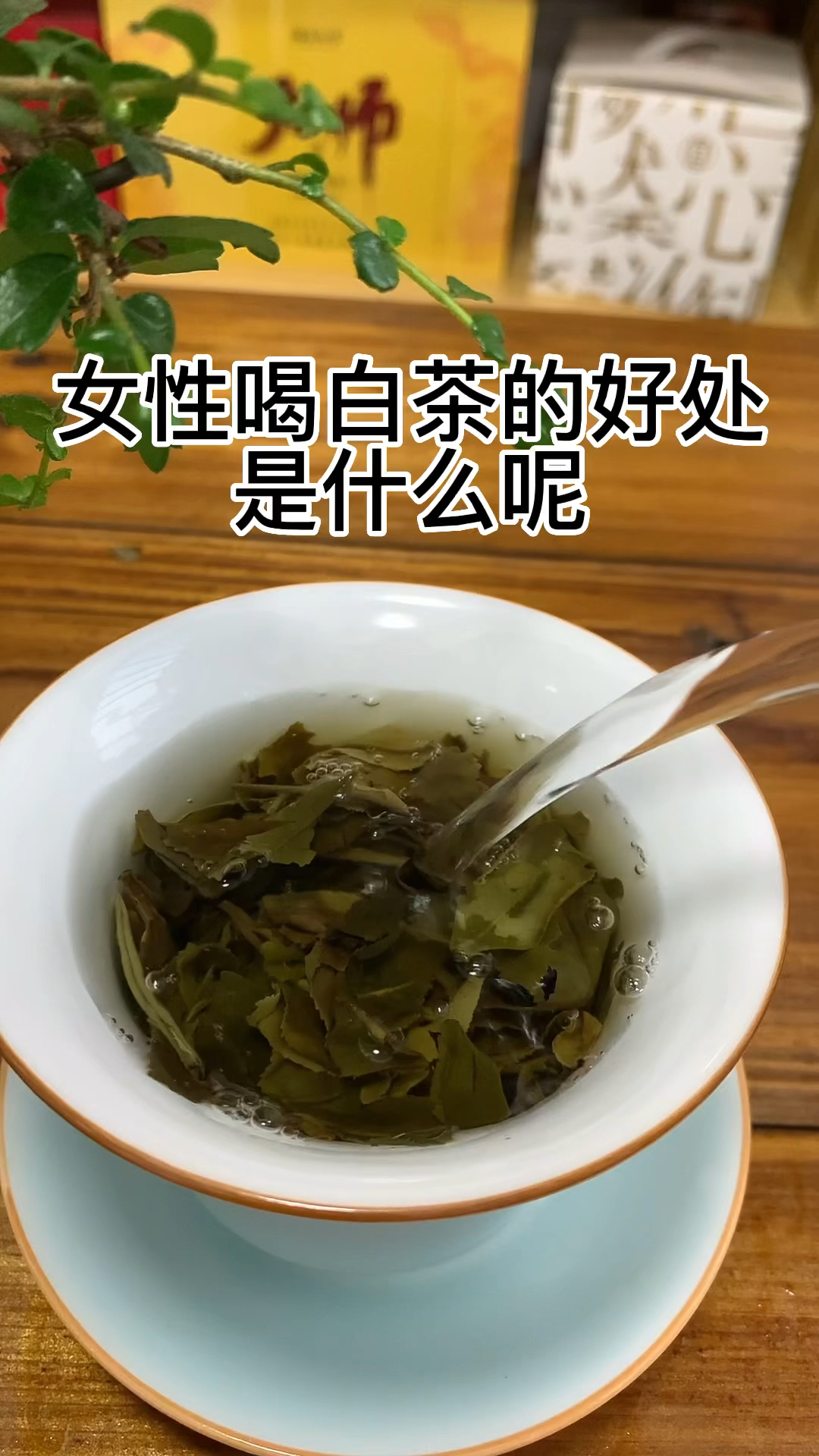 #茶与养生#女性喝白茶的好处是什么呢#茶叶知识