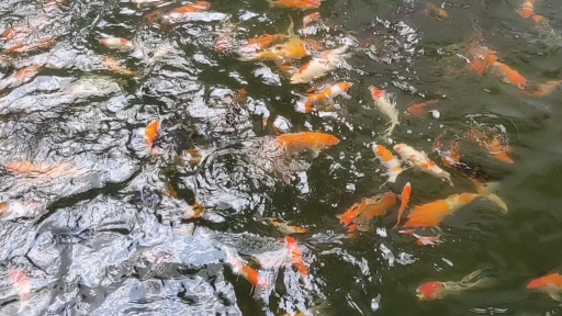 大鱼海棠
