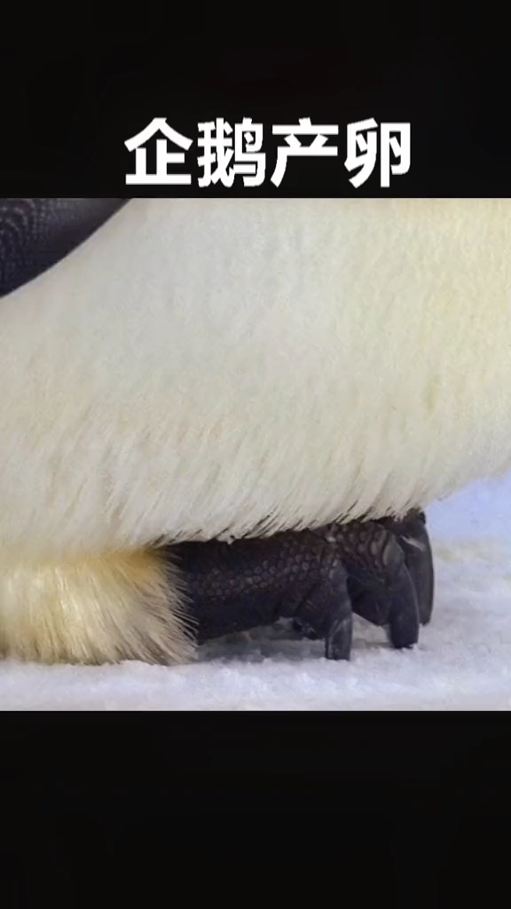 企鹅下蛋,分工明确