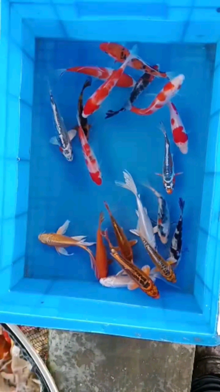 #锦鲤#各种各样的日本血统锦鲤鱼鱼苗水花