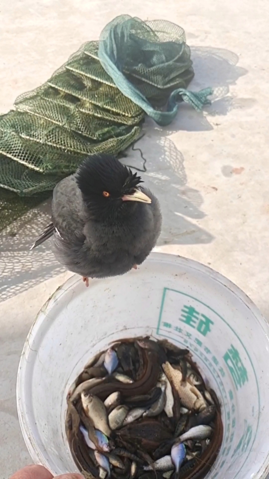 #我家萌宠成精了#今天两个小家伙跟我出去抓鱼,收获颇丰我奖励他们每人一个虾