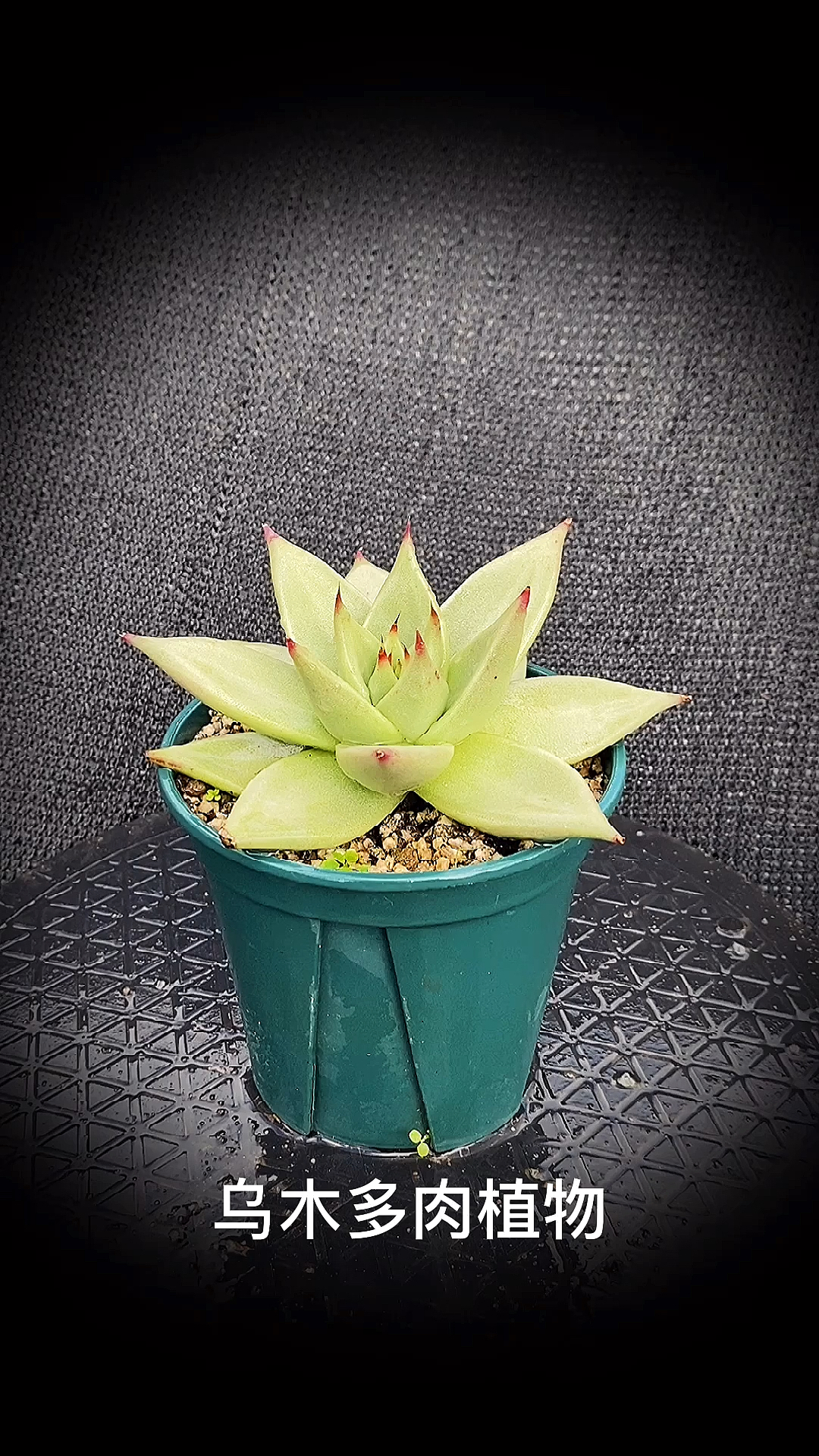 #有一种可爱叫多肉!#乌木多肉植物:景天科拟石莲属多肉植物。