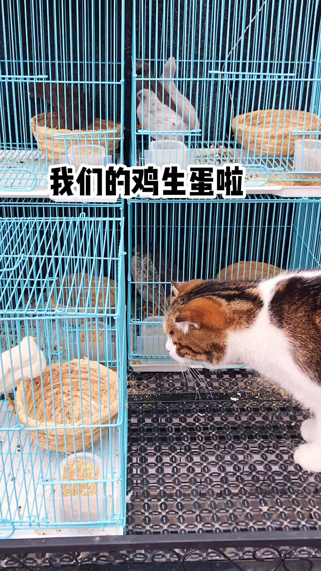 我们的鸡生蛋啦