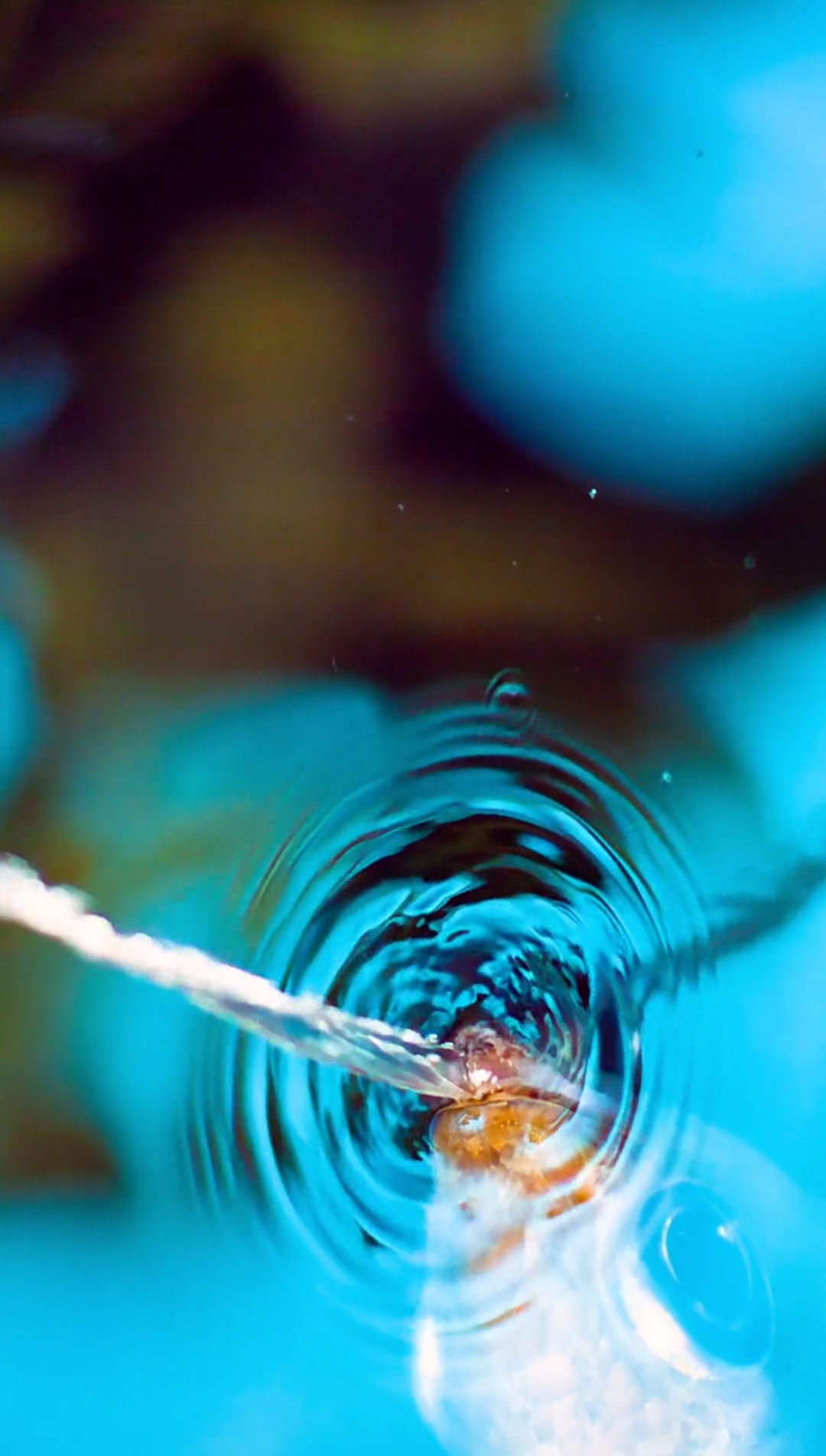 #动物世界#亚洲射水鱼，这才是真正的技术活！