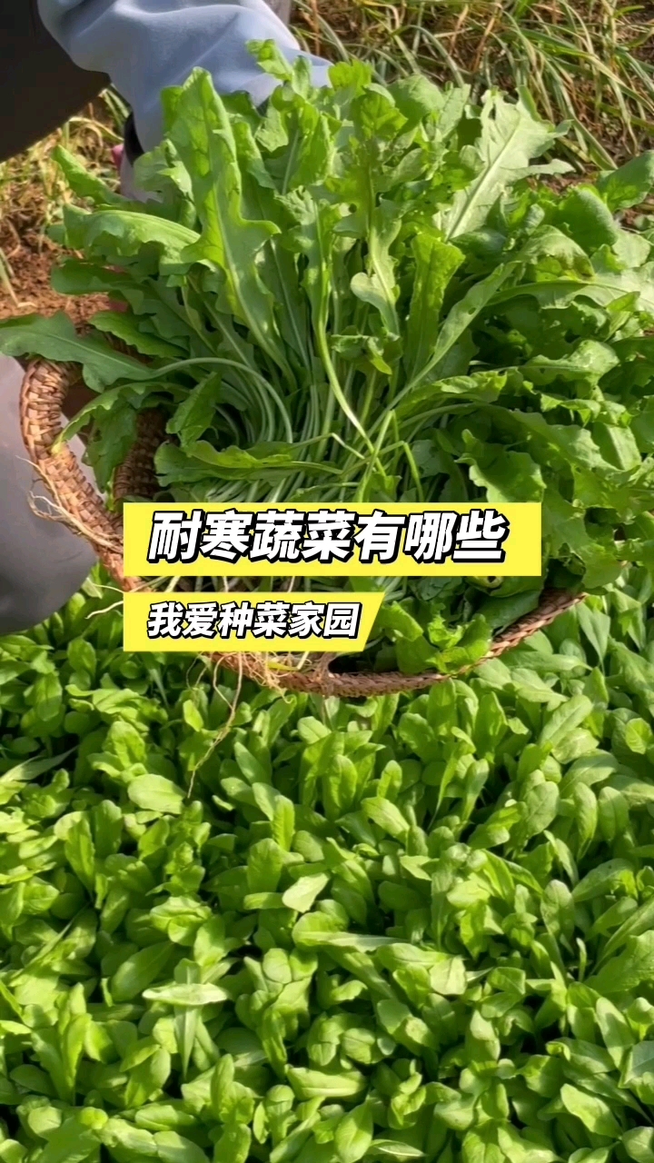 给大家推荐一些耐寒蔬菜品种