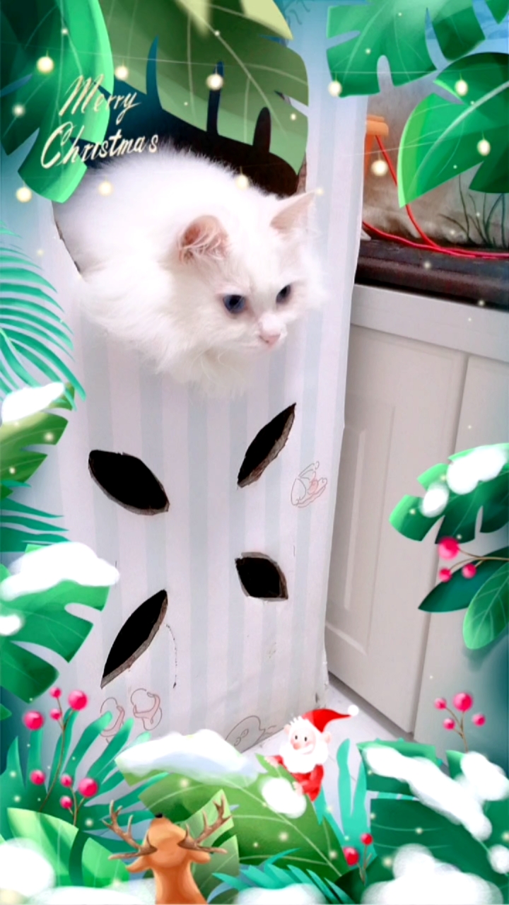 #猫#漂亮的猫孩起名叫地瓜。