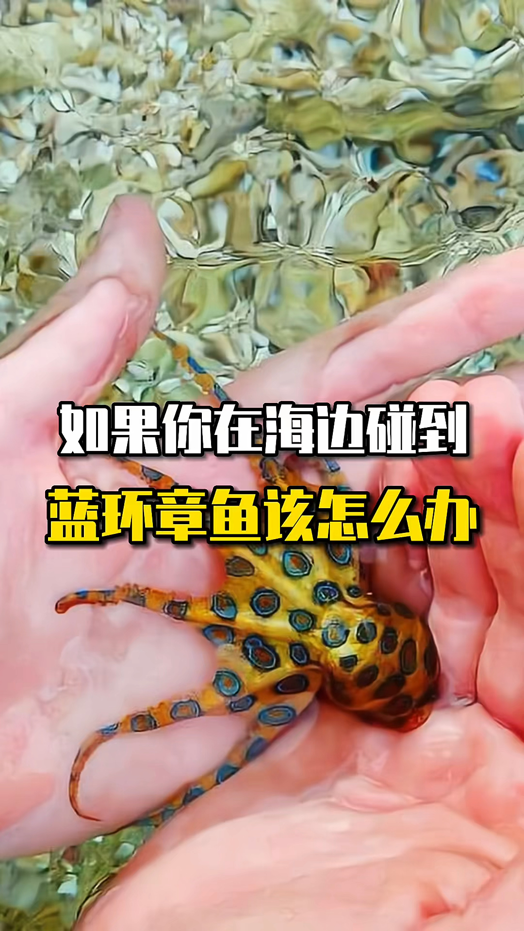 #蓝环章鱼#如果你在海边遇到蓝环章鱼应该怎么办？