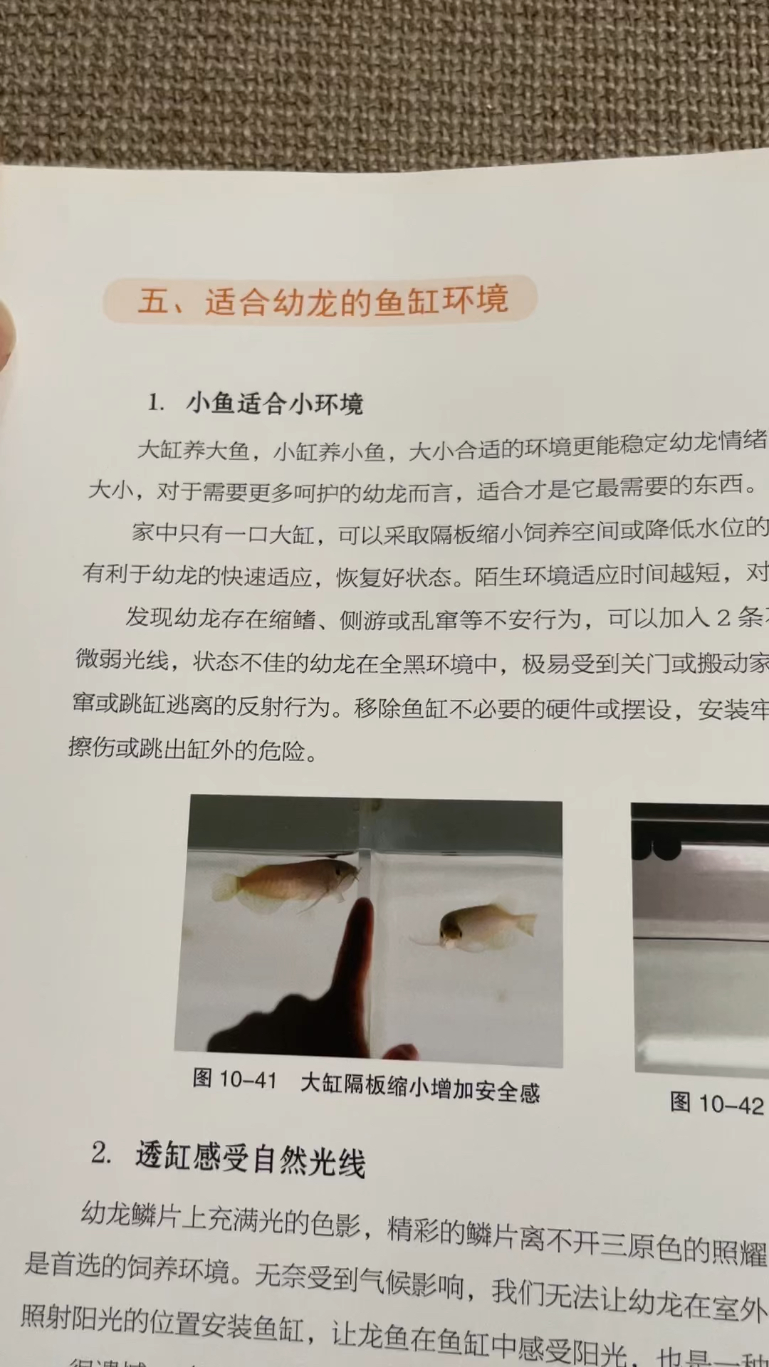 #金龙鱼#龙鱼在不同鱼缸底色下,鳞底显色存在较大差异!